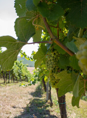 Growing grapes, fruits and leaves close-up