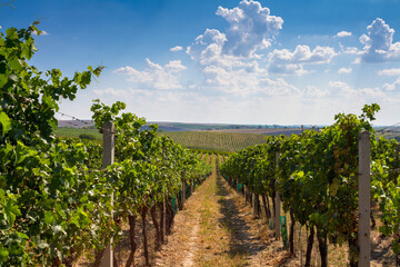 Fototapeta na wymiar Green vineyards in the Czech Republic