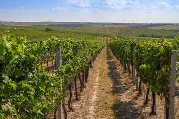 Fototapeta na wymiar Green vineyards in the Czech Republic