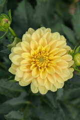 Yellow dahlia blossom in a garden.