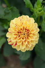 Red flamed, yellow dahlia blossom.