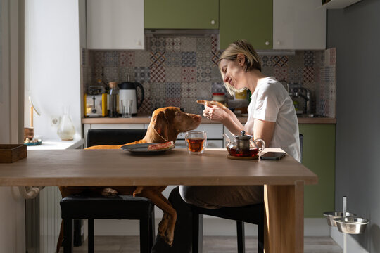 Happy middle-aged woman tries to feed favourite dog with sandwich with jam smiling. Lonely blonde female spends lazy morning with only true friend pet sitting at breakfast table in kitchen closeup