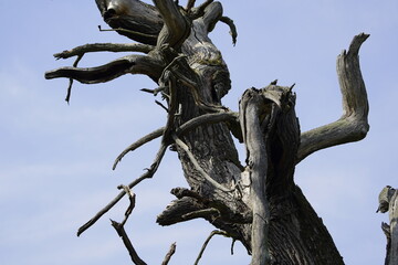 Fototapeta na wymiar Over 1000 year old Ivenacker oak, Ivenack, Mecklenburg-West Pomerania, Germany,