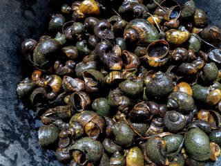 Close up rice snails isolated on the bucket