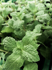 close up peppermint leaves that sell in the market