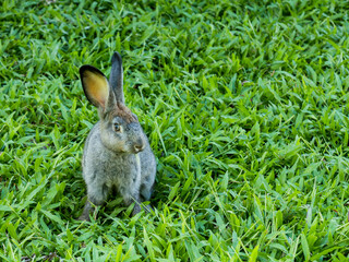 Rabbit on green grass, eating grass, and grooming in the morning.