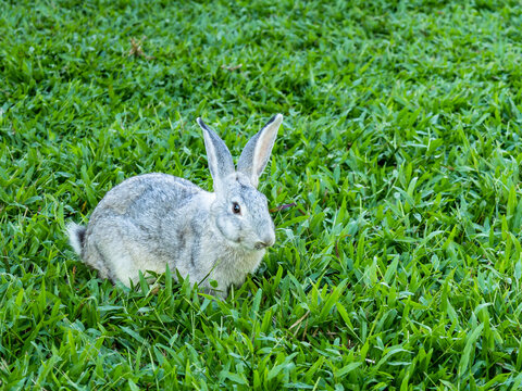 Rabbit on green grass, eating grass, and grooming in the morning. The rabbit is facing right.