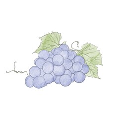 Ripe sweet blue grapes - watercolor freehand drawing. Bunch of sweet grapes
