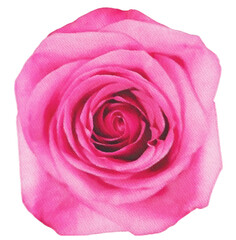 rose watercolor flower,watercolor rose isolated on white decor element png