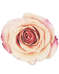 rose watercolor flower,watercolor rose isolated on white decor element png