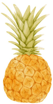 pineapple fruit watercolor for Decorative Element