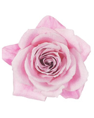 rose watercolor flower,watercolor rose isolated on white decor element png