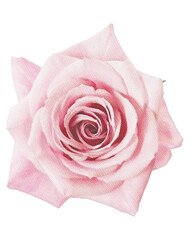 rose watercolor flower,watercolor rose isolated on white decor element png