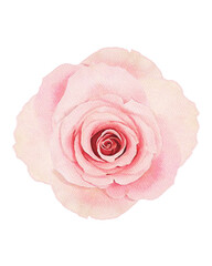 Fototapeta na wymiar rose watercolor flower,watercolor rose isolated on white decor element png