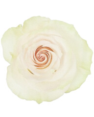 rose watercolor flower,watercolor rose isolated on white decor element png