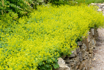 the flowers of Alchemilla mollis - garden lady's-mantle,  lady's-mantle