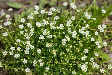 the flowers of Sagina subulata - heath pearlwort, Irish-moss, awl-leaf pearlwort, Scottish moss - obrazy, fototapety, plakaty