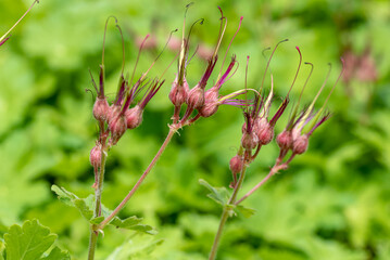 the buds of the Geranium flower, geraniums, cranesbills