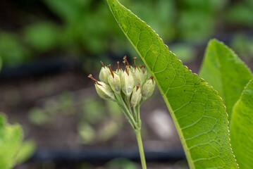 abortive flower of the Primula