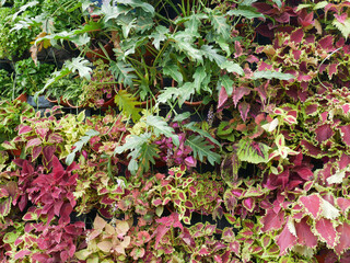 KLANG, MALAYSIA -MARCH 5, 2022: Herbs plant, flower, and vegetable planting in plastic pots, and it was hanged & arranged vertically to form a vertical garden. Suitable for gardens in urban areas.