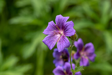 the Geranium ibericum flower - Caucasian crane's-bill
