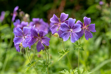 the Geranium ibericum flower - Caucasian crane's-bill