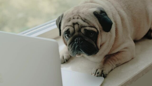 Cute dog pug with a laptop on the windowsill