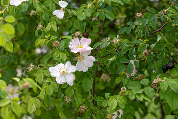 flower of the wild rose Rosa canina (dog rose)