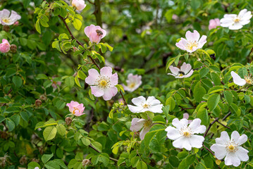 flower of the wild rose Rosa canina (dog rose)