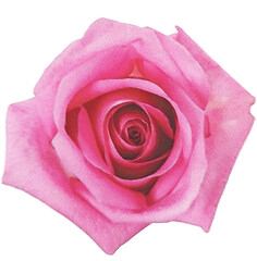 rose watercolor flower,watercolor rose isolated on white decor element png	