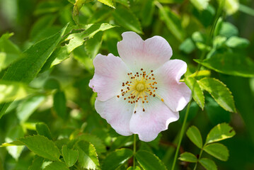 flower of the wild rose Rosa canina (dog rose)