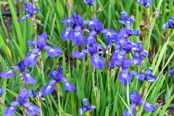 the violet Iris spuria flower