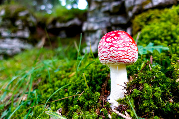 Red and white toxic, poisonous and damgerous amanita muscaria fly agaric mushroom on the ground of a green autumn forest amidst moss