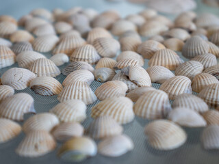 Muszelki © Marcin Goinda