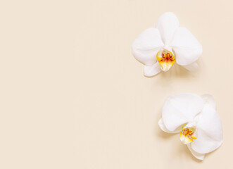 Fototapeta na wymiar White orchid flowers on light beige top view. Tropical flat lay