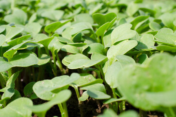Cantonese green salad. Small sprouts of basil. Plant germination background. Lettuce sprouts in the garden.