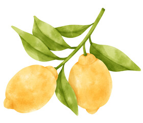 watercolor branch of lemon fruits