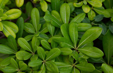 A background of oval green leaves. Shrub with green foliage with hazy glow effect. Vegetation, nature, ecology concept. Nature reserve, park, garden in detail. Perennial plants. Madder bedstraw family