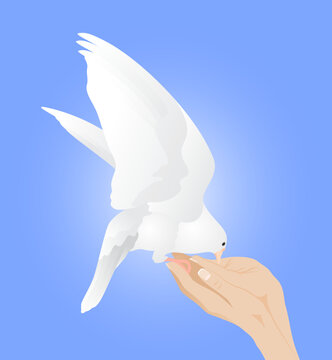 A white light dove with spread wings eats from a woman's hands against a blue sky. Isolated vector illustration