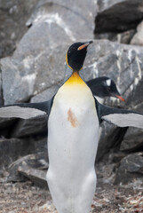Emperor penguin,Aptenodytes forsteri, in Port Lockroy, Goudier island, Antartica.