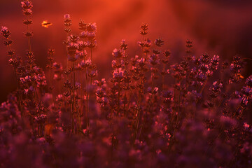 close up of bushes lavender blooming scented fields on sunset. lavender purple aromatic flowers at lavender fields of the French Provence near Paris.