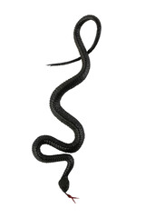 Cutout of an isolated Halloween plastic black snake toy. Top view  with the transparent png...
