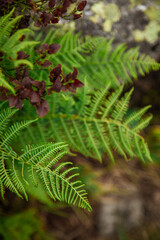 fern leaf in the forest