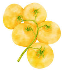Naklejka na ściany i meble Branch of Yellow tomatoes watercolor style for Thanksgiving Decorative Element