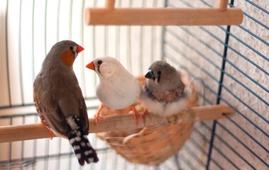 Zebra finch birds in cage, parents with young bird above nest
