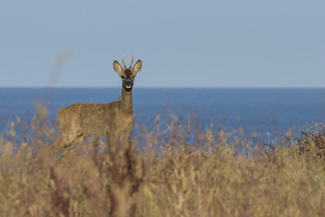 Chevreuil sur le bord de mer