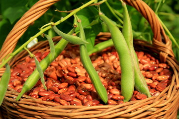 Wicker basket with brown beans on a bean plant background