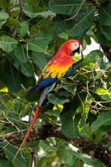 Scarlet macaw (Ara macao) perching on a branch in Playa Blanca near Puerto Jimenez, Osa peninsula, Costa Rica