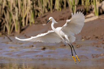 White snowy egret (Egretta hula) taking off. Tortuguero national park, Costa Rica