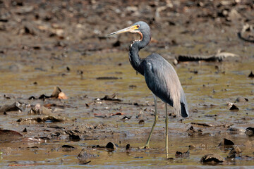 Tricolored heron (Egretta tricolor) walking in the sand of Tortuguero's river in Tortuguero national park, Costa Rica